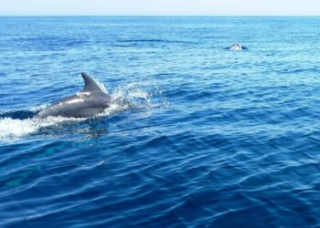 Le acque maltesi sono la “casa” di ben otto diverse specie di cetacei