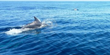 Le acque maltesi sono la “casa” di ben otto diverse specie di cetacei