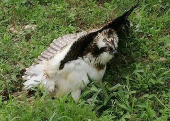 Caccia illegale: falco pescatore colpito da una fucilata