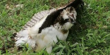 Caccia illegale: falco pescatore colpito da una fucilata