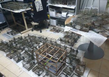Cattura illegale a “scopi scientifici”: BirdLife non ci sta e chiede la revoca della legge