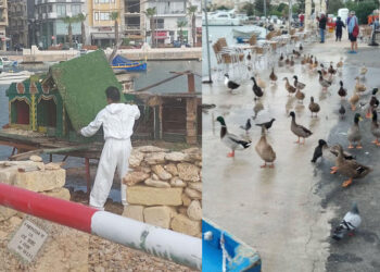 Un bar di Gzira è diventato il nuovo rifugio delle anatre “orfane” del Duck Village