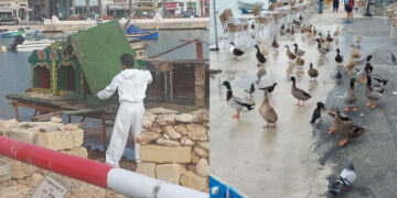 Un bar di Gzira è diventato il nuovo rifugio delle anatre “orfane” del Duck Village