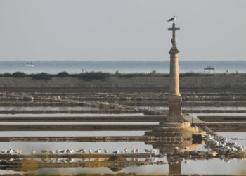 Preoccupano i lavori di scavo a Qawra; BirdLife richiede valutazione d’impatto sul Parco Naturale di Salina