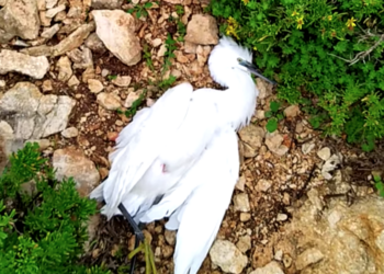 Spara e scappa: bracconiere lascia a terra l’ennesima vittima della caccia illegale