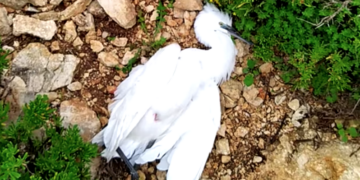 Spara e scappa: bracconiere lascia a terra l’ennesima vittima della caccia illegale