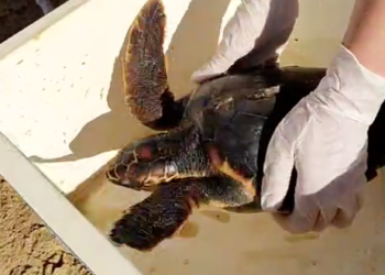 Golden Bay: sei tartarughe marine tornano in mare dopo il salvataggio