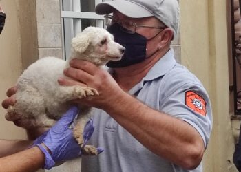 Diciotto cuccioli di cane sequestrati in un allevamento a Pietà