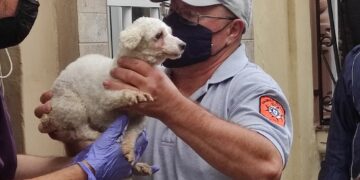 Diciotto cuccioli di cane sequestrati in un allevamento a Pietà