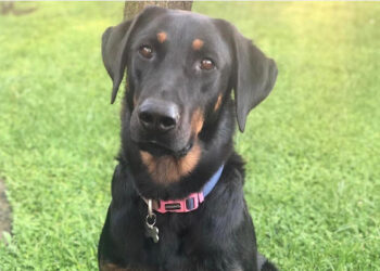 L’assurda vicenda del cane italiano sparito nel nulla a Gozo