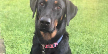 L’assurda vicenda del cane italiano sparito nel nulla a Gozo