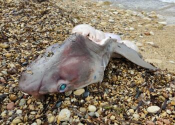 Rinvenuti resti di squali decapitati a Marsalforn