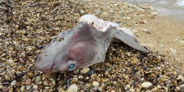 Rinvenuti resti di squali decapitati a Marsalforn