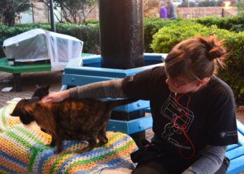 Paulina Dembska, l’amore per i gatti randagi e il tragico destino nel parco in cui faceva volontariato