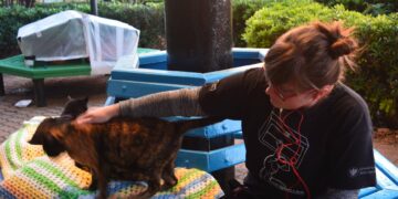 Paulina Dembska, l’amore per i gatti randagi e il tragico destino nel parco in cui faceva volontariato