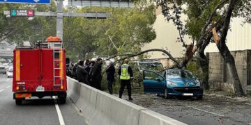 Paola: ramo cade rovinosamente su un’auto di passaggio