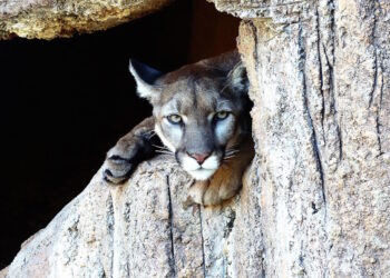 Cane aggredito a Gozo, sequestrati un puma ed una pantera nera