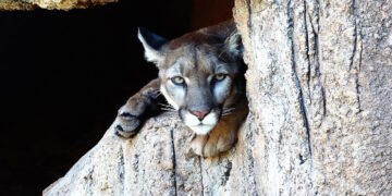 Cane aggredito a Gozo, sequestrati un puma ed una pantera nera