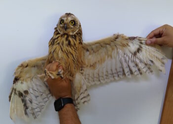 Caccia illegale: in soli quattro anni triplicato il numero dei volatili di specie protetta abbattuti