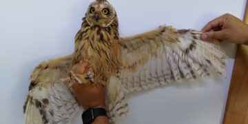 Caccia illegale: in soli quattro anni triplicato il numero dei volatili di specie protetta abbattuti