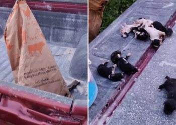 Otto cuccioli di cane chiusi in un sacco e abbandonati come rifiuti. Se ne salva solo uno