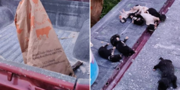 Otto cuccioli di cane chiusi in un sacco e abbandonati come rifiuti. Se ne salva solo uno
