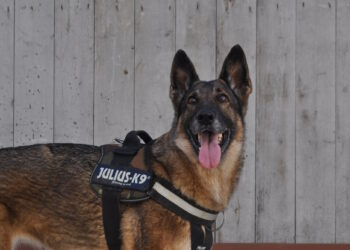 La dogana scova quasi 45mila euro in contanti non dichiarati, pronti per lasciare Malta