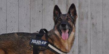 La dogana scova quasi 45mila euro in contanti non dichiarati, pronti per lasciare Malta