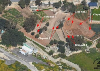 Bracconaggio, scovato uno dei più grandi siti di cattura illegale a Mqabba