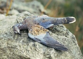 Lo “stop” alla caccia dura solo pochi istanti. Si parte domenica, tra la delusione di BirdLife Malta