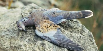 Lo “stop” alla caccia dura solo pochi istanti. Si parte domenica, tra la delusione di BirdLife Malta
