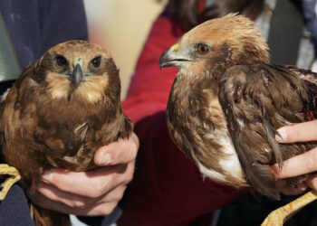 La stagione della caccia si apre nel dramma, abbattuto intero stormo di falchi di palude