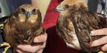 La stagione della caccia si apre nel dramma, abbattuto intero stormo di falchi di palude