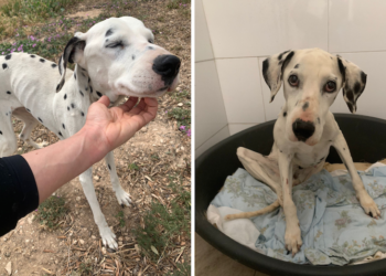 Vanno in vacanza e abbandonano il cane sul terrazzo senza acqua né cibo