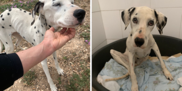Vanno in vacanza e abbandonano il cane sul terrazzo senza acqua né cibo