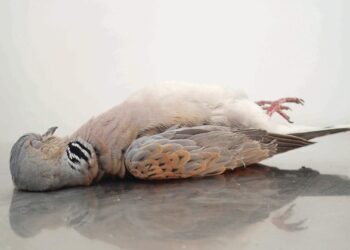 Braccio di ferro tra BirdLife e il governo, la caccia alla tortora finisce in tribunale