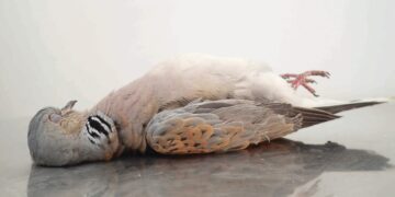 Braccio di ferro tra BirdLife e il governo, la caccia alla tortora finisce in tribunale