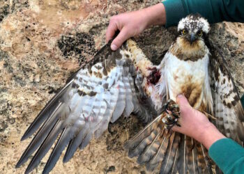 Caccia primaverile, «Un massacro indiscriminato di specie protette», secondo BirdLife