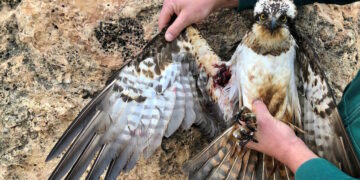 Caccia primaverile, «Un massacro indiscriminato di specie protette», secondo BirdLife