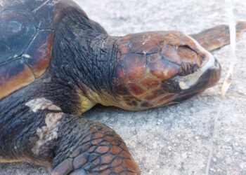 Rinvenuta carcassa di Caretta caretta in mare: è morta soffocata dalla plastica di un palloncino