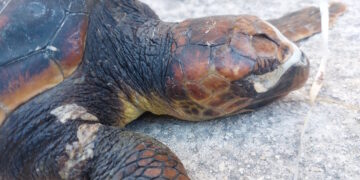 Rinvenuta carcassa di Caretta caretta in mare: è morta soffocata dalla plastica di un palloncino