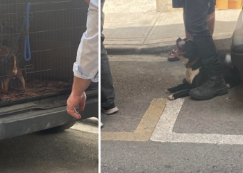 Santa Venera, sequestrati quattordici cani ad allevatore recidivo