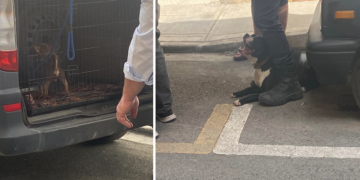 Santa Venera, sequestrati quattordici cani ad allevatore recidivo