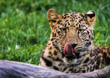 Teneva illegalmente un leopardo “domestico” a Zebbug, multa per il 33enne indisciplinato