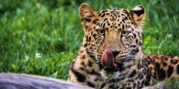 Teneva illegalmente un leopardo “domestico” a Zebbug, multa per il 33enne indisciplinato