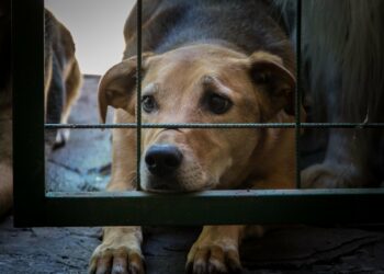 ESCLUSIVO: animalisti contro l’Animal Welfare, «Ora i randagi perdono la vita per 50 euro»