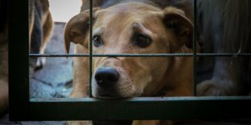 ESCLUSIVO: animalisti contro l’Animal Welfare, «Ora i randagi perdono la vita per 50 euro»