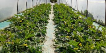 L’agricoltura innovativa e le nanotecnologie al Young Innovators Business Forum