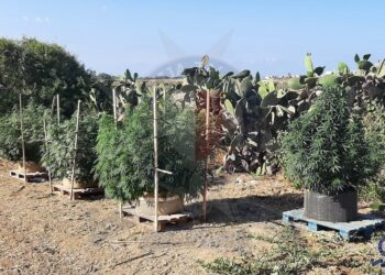 Xewkija: scoperta piantagione illegale di cannabis, 30enne finisce in manette