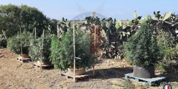 Xewkija: scoperta piantagione illegale di cannabis, 30enne finisce in manette